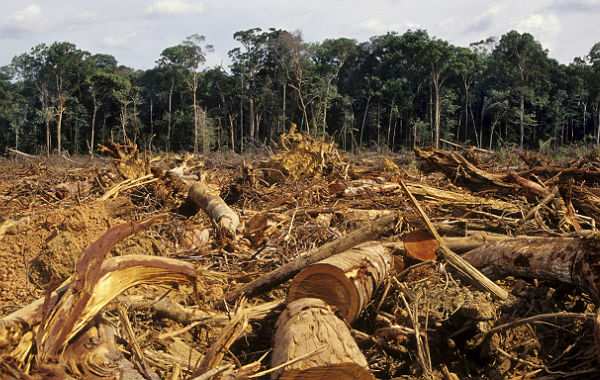 Resultado de imagem para fotos do desmatamento na amazonia