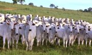 Com quase 30 fábricas de vacina para gado e só 2 para humanos, Brasil agoniza na UTI