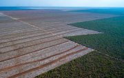 Com cortes de Bolsonaro, dados sobre o desmatamento no Cerrado não vão mais ser analisados