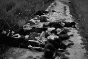 16 de março de 1968: Estados Unidos massacra o povado de My Lai (Vietnam)