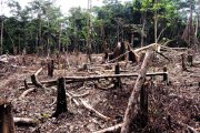 Desmatamento recorde em outubro contradiz discurso do governo Bolsonaro na COP26