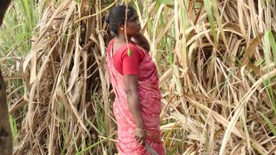 Mulheres indianas têm úteros retirados para não menstruar e viabilizar exploração violenta no trabalho
