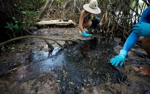Em meio à crise do óleo, governo retira diretriz de proteção para manguezal