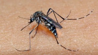 Emergência da dengue revela problemas estruturais do Brasil
