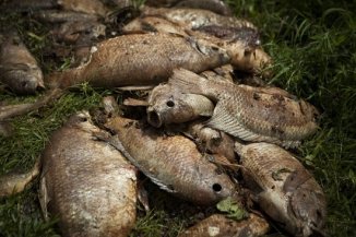 Lama da Samarco/Vale já matou 11 toneladas de peixes