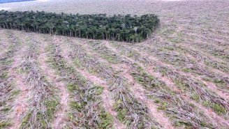 Acuado, Temer veta ampliação do desmatamento da Amazônia