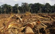Deputados aprovam mais destruição e entrega da Amazônia