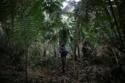 Intervenção milionária das Forças Armadas na Amazônia não diminuíram desmatamento em 16 meses