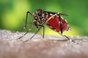 Com a negligência capitalista e aumento da miséria, casos de dengue disparam em 2022