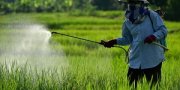 Trabalhadores rurais sofrem sequelas com agrotóxicos