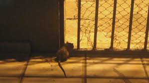 Mulheres são atacadas por ratazanas em presídio feminino de Rondônia