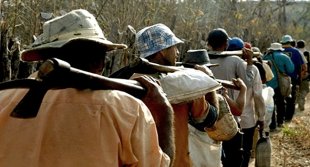 Santa Catarina é destino da maior parte de trabalhadores escravizados vítimas do tráfico