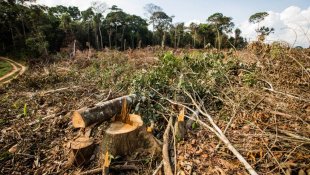 Recorde de desmatamento na Amazônia! Desmatamento em março é o maior em seis anos