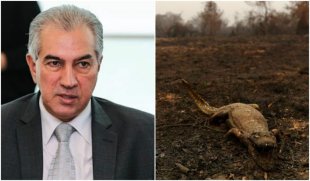 Governador do MS comprou gado de pecuarista investigado por queimadas no Pantanal