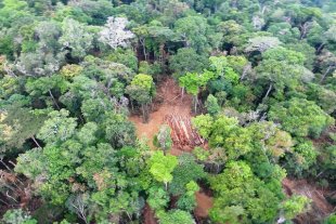  Brasil, bicampeão em assassinatos de ativistas de causas ambientais e ligadas à terra