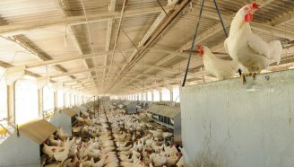 Países Baixos: 190 mil galinhas são sacrificadas por novo foco de gripe aviária