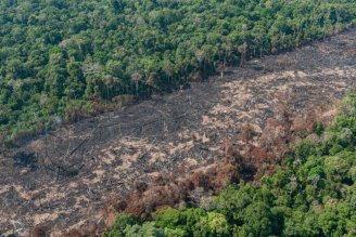 Bolsonaro deixa a boiada passar e desmatamento na Amazônia tem a maior alta desde 2016