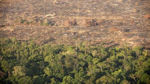 Governo apresenta projeto de lei que reduz floresta na Amazônia