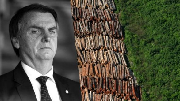 Governo Bolsonaro passa a mão na cabeça dos infratores de crimes ambientais