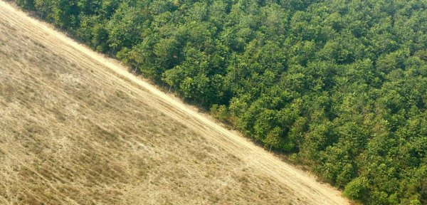 Floresta amazônica sofre devastação 15% maior em 1 ano