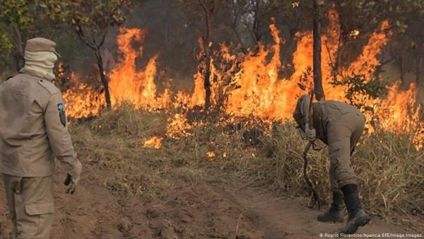 Pesquisa indica que Brasil lidera destruição de florestas tropicais no mundo