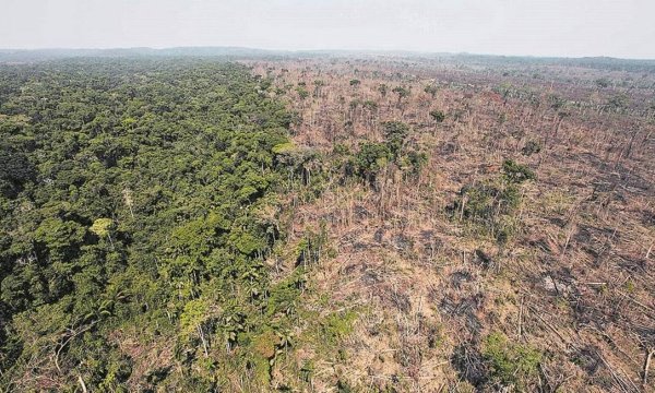 Em cerca de um ano desmate em unidades protegidas subiu 84% e superou média de toda a Amazônia
