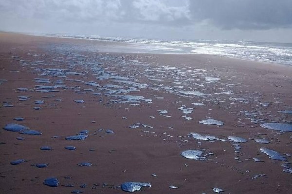 132 praias são atingidas por manchas de óleo em todos os estados do Nordeste