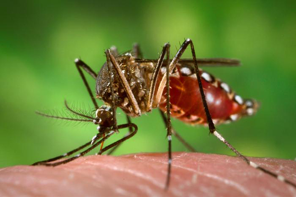 Campinas vive novamente uma epidemia de dengue